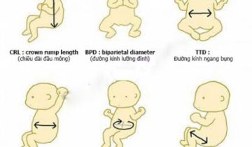 chỉ số thai nhi trong siêu âm